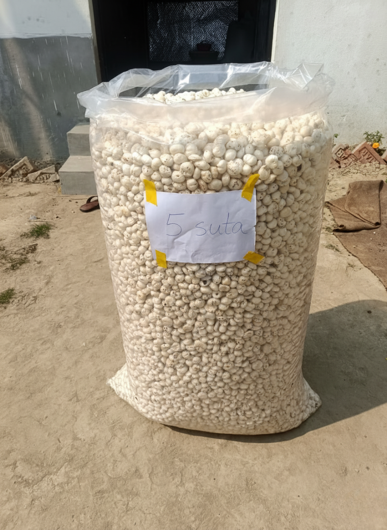 5 suta Makhana (foxnut) mera kisan
