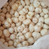 4 Suta Makhana Mera Kisan