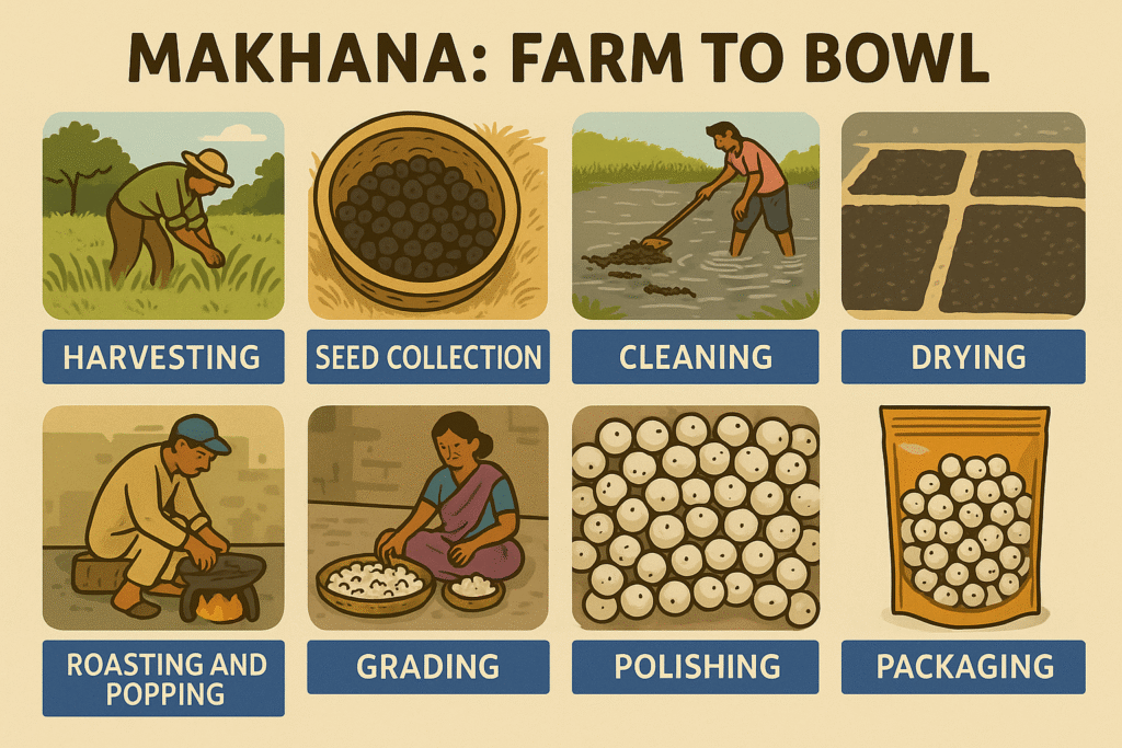 Makhana Farming Process